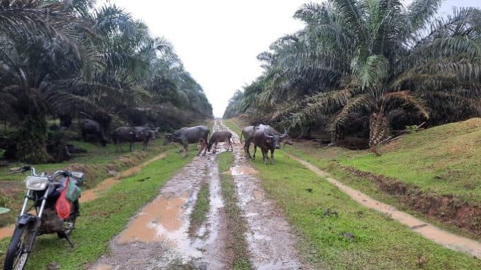 puluhan_ternak_milik_warga_yang_mati_di_simalungun_diduga_dianiaya_malam_hari