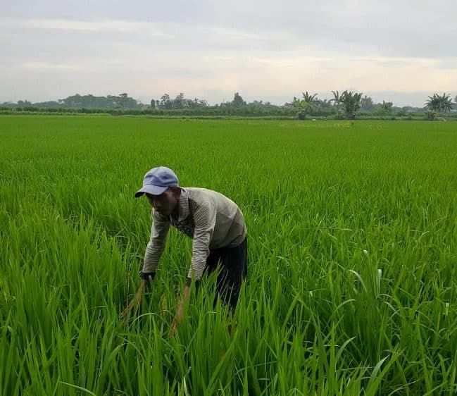 pupuk_bersubsidi_di_deli_serdang_langka_ini_jeritan_petani