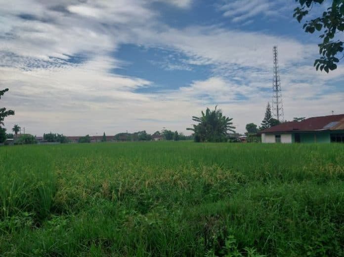 pupuk_bersubsidi_masih_langka_petani_di_deli_serdang_menjerit