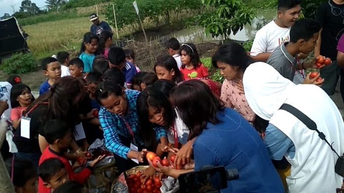 rajut_kebersamaan_di_hari_valentine_jabu_sihol_gelar_perang_tomat