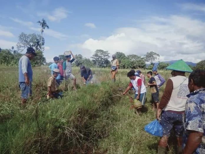 ratusan_hama_tikus_di_panombeian_panei_dimusnahkan