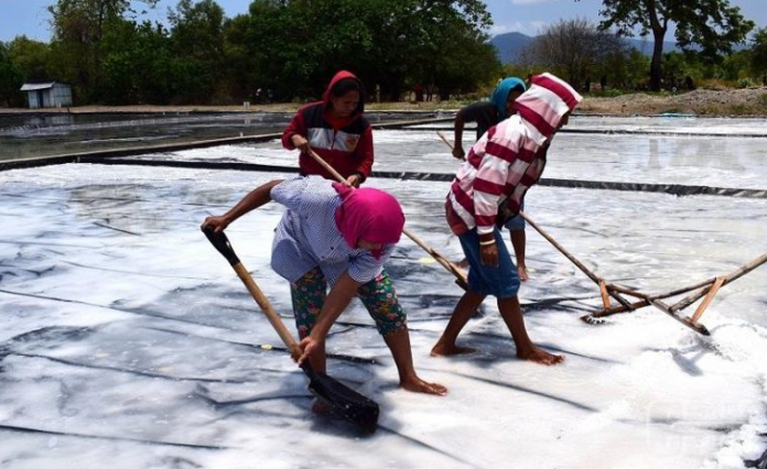 ratusan_ribu_ton_garam_tak_diserap_industri_jokowi_minta_perubahan_fundamental