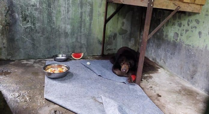 reni_si_beruang_madu_di_medan_zoo_akan_dioperasi_karena_patah_tangan