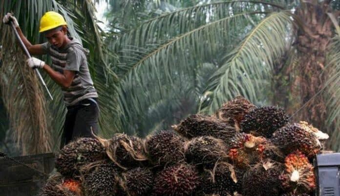 ri_butuh_53_juta_ton_cpo_buat_solar_sawit_50_persen_pada_2026