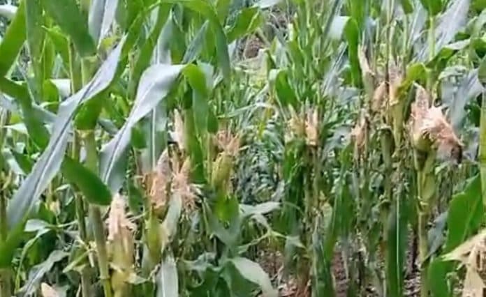 ribuan_hektar_jagung_di_dairi_rusak_diserang_tikus_pemerintah_diminta_salurkan_bantuan_bibit