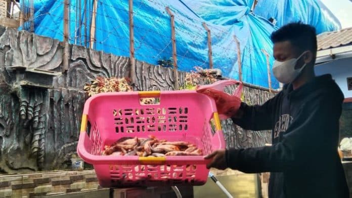 ribuan_ikan_hias_seharga_ratusan_juta_mati_diduga_dampak_pembangunan_ruko_tanpa_pbg
