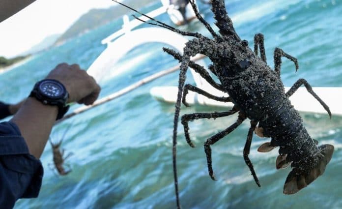 ribuan_lobster_hasil_budidaya_dilepasliarkan_di_ntb