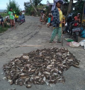 ribuan_tikus_berhasil_ditangkap_jelang_masa_tanam_di_siantar