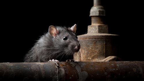 riset_terbaru_tikus_akan_lahirkan_covid_19_baru