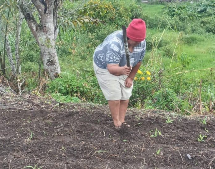 rusak_lahan_pertanian_keluarga_bonifacius_hutasoit_laporkan_pelaku