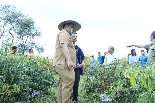 saat_meninjau_pertanian_bupati_samosir_ingatkan_para_opd_penuhi_permintaan_masyarakat