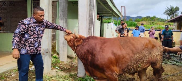 sahabat_berampu_kurbankan_sapi_simmental_di_dairi_seberat_800_kg