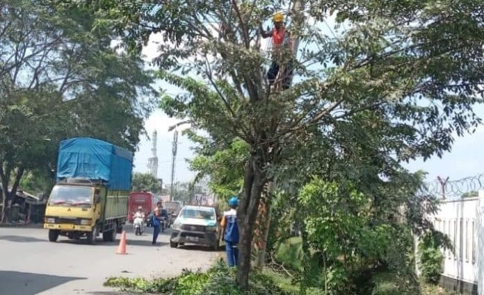 sambut_nataru_pln_cabang_tebing_tinggi_pangkas_ranting_pohon_di_sepanjang_jalinsum