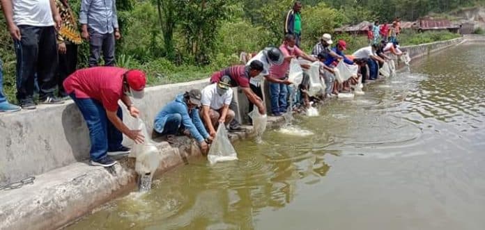 samosir_restocking_40_ribu_benih_ikan_nila_di_perairan_darat