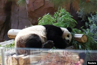 san_diego_zoo_luncurkan_kamera_panda_pantau_kehidupan_xin_bao_dan_yun_chuan
