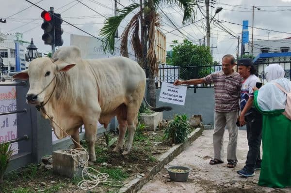 sapi_pemberian_jokowi_tiba_di_masjid_perjuangan_45_medan