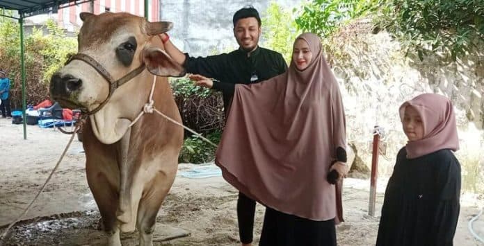 sapi_terberat_di_sumatera_disembelih_di_medan
