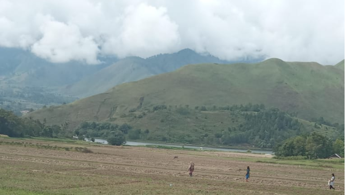 sawah_tadah_hujan_di_desa_rianiate_pangururan_samosir_terbengkalai_ini_pemicunya