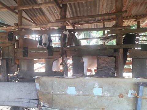 sebulan_jelang_idul_adha_harga_kambing_kurban_cenderung_stabil