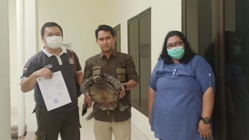 seekor_baning_coklat_diserahkan_warga_ke_bksda_sumut