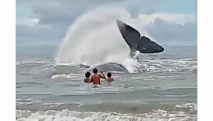 seekor_ikan_paus_terdampar_di_pantai_sindeas_manduamas_tapteng