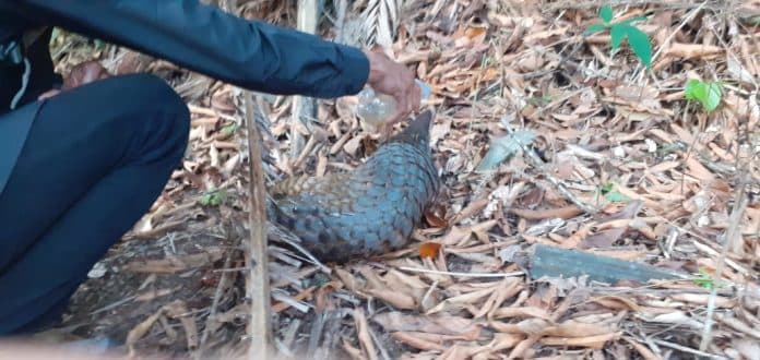 seekor_trenggiling_dikembalikan_ke_kawasan_hutan_di_tapteng