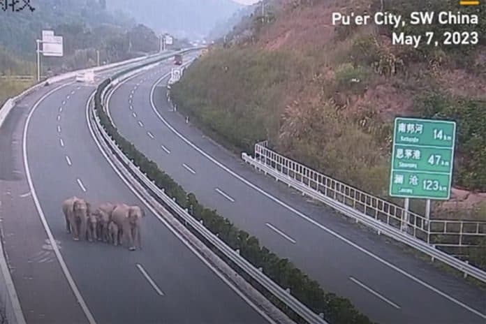 sekelompok_gajah_liar_terobos_jalan_tol_silan_di_kota_puer_yunnan