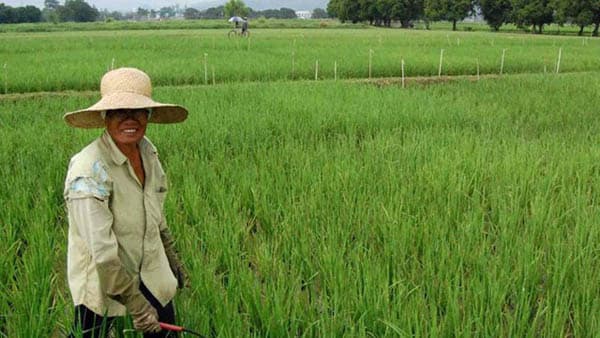 sektor_pertanian_dan_perikanan_masih_jadi_tulang_punggung_ekonomi_sumut