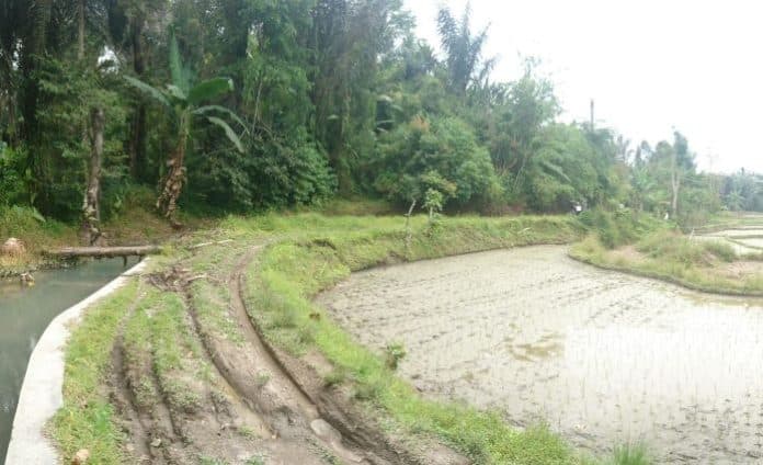 selain_kesulitan_pupuk_petani_padi_di_simalungun_juga_terjepit_monopoli_agen