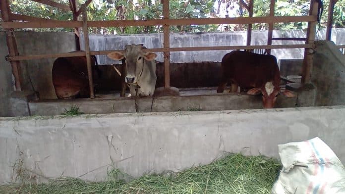 sempat_diduga_raib_lembu_bantuan_di_desa_tanah_abang_galang_dari_kementerian