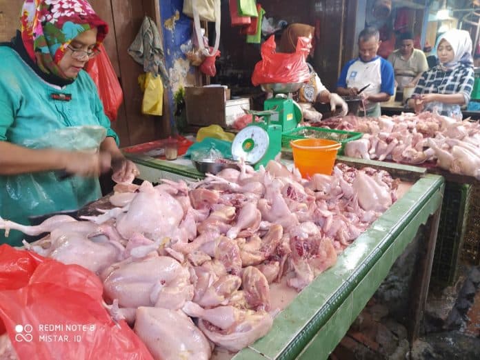 sempat_normal_harga_daging_ayam_melambung_tinggi_di_pasar_siantar