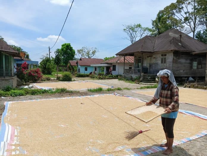 senyuman_petani_simalungun_saat_harga_padi_melambung_malah_dirusak_hama_tikus