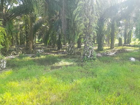 sepekan_ramadhan_1445_hijriah_harga_sawit_di_tanah_jawa_melejit