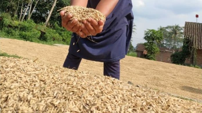 september_2024_harga_gabah_alami_penurunan_di_tingkat_petani_sumut