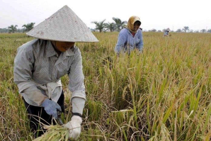 september_2024_nilai_tukar_petani_sumut_naik_140_persen