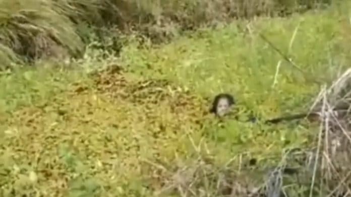 seram_wanita_pekerja_sawit_diterkam_buaya_di_kalbar_hampir_dua_jam_bertarung_nyawa_di_rawa
