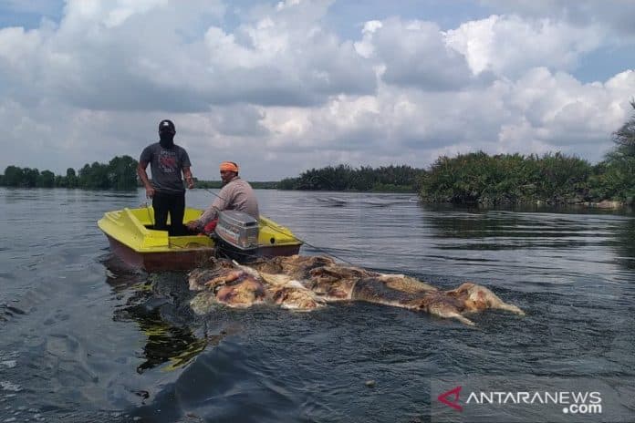 serangan_asf_di_sumut_12_juta_ekor_babi_akan_dimusnahkan