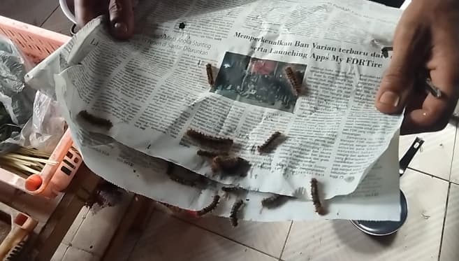 serangan_ulat_bulu_sudah_menyasar_3_dusun_di_asahan