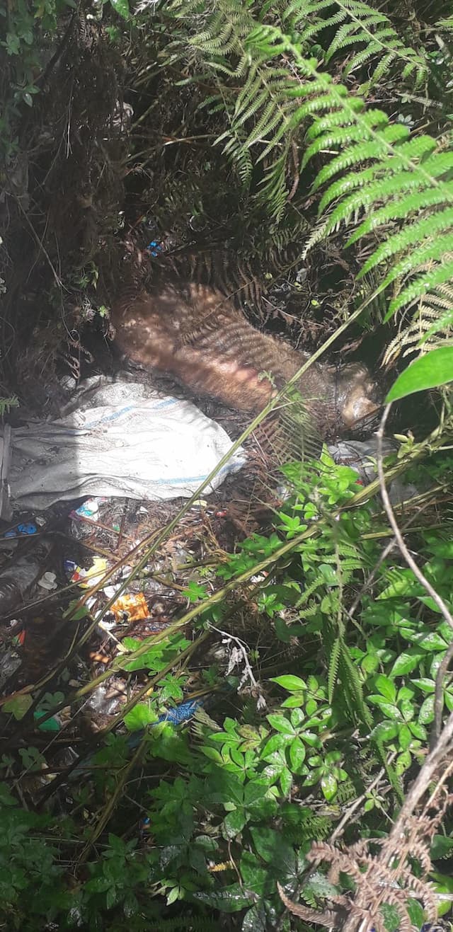 seribuan_ekor_babi_mati_di_dairi_dan_humbahas_simalungun_lakukan_observasi
