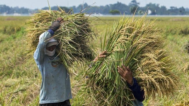 sesuai_titah_jokowi_harga_tertinggi_gabah_beras_naik_9_persen