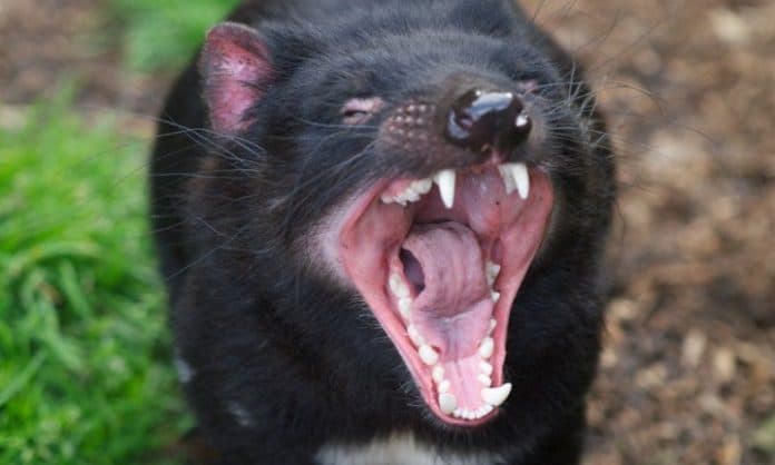 setelah_3000_tahun_tasmanian_devil_dilepas_di_hutan_australia