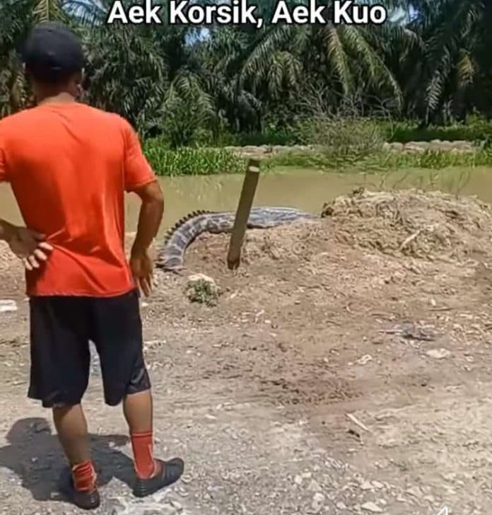setelah_di_parpaudangan_buaya_muncul_di_aek_korsik
