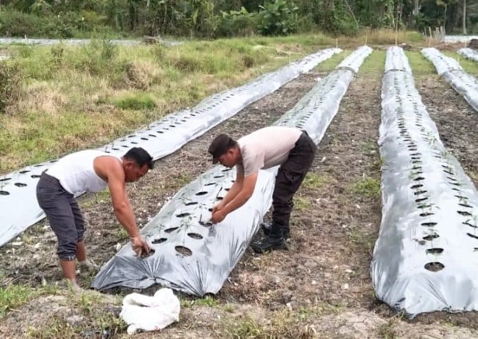 setelah_diberi_contoh_bhabinkamtibmas_warga_guntung_batu_bara_ramai_ikut_tanam_cabai_merah