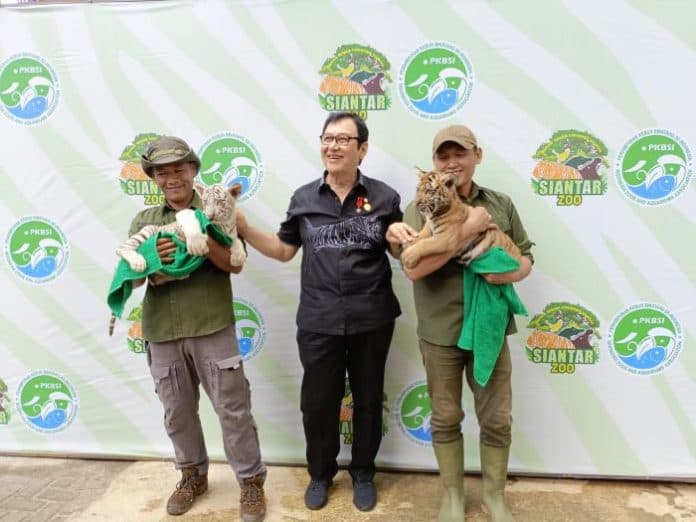 siantar_zoo_perkenalkan_dua_bayi_harimau_benggala_hasil_breeding