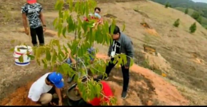 simantek_talun_kuta_desa_suka_maju_terima_bibit_pohon_durian_dari_pt_buk