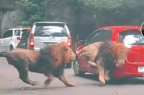 singa_tabrak_mobil_pengunjung_bos_taman_safari_maklum_lagi_bercanda