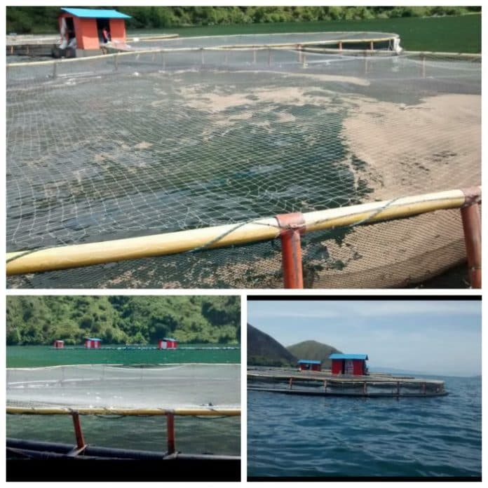 sk_gubsu_soal_penertiban_kja_di_danau_toba_bikin_pt_rsi_aquafarm_menggigil