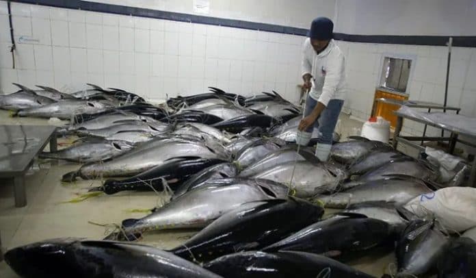 solusi_ketahanan_pangan_kkp_ekspor_25_ton_ikan_tuna_loin_ke_thailand