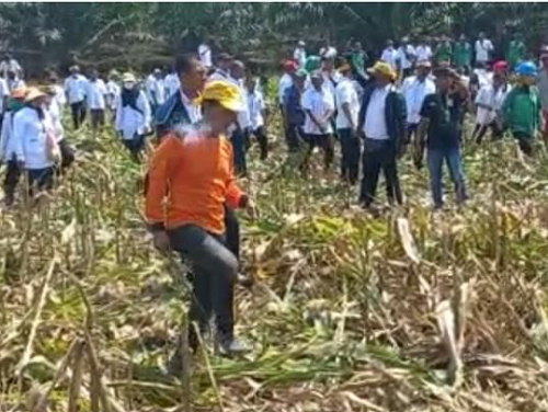 spbun_ptpn_iv_bah_jambi_rusak_tanaman_warga_pakai_clurit