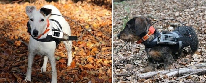 studi_baru_anjing_menggunakan_medan_magnet_bumi_untuk_menavigasi